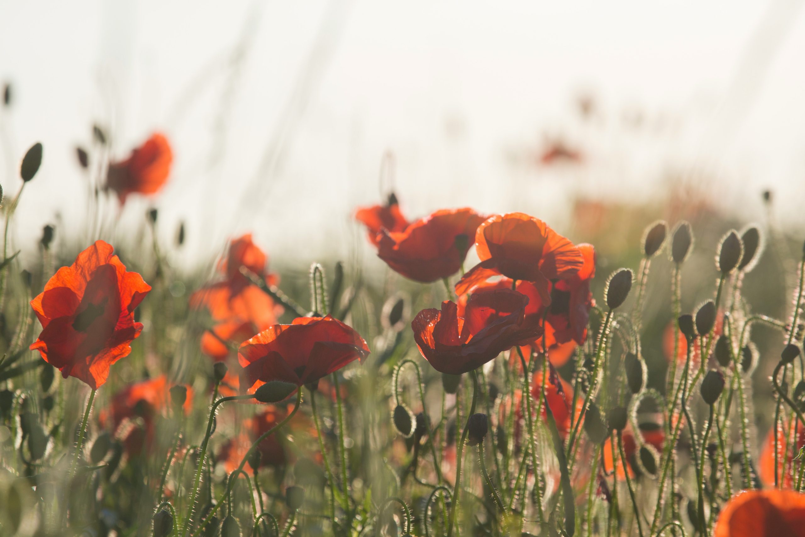 Diana Parkhouse Bpqdmrj91u8 Unsplash